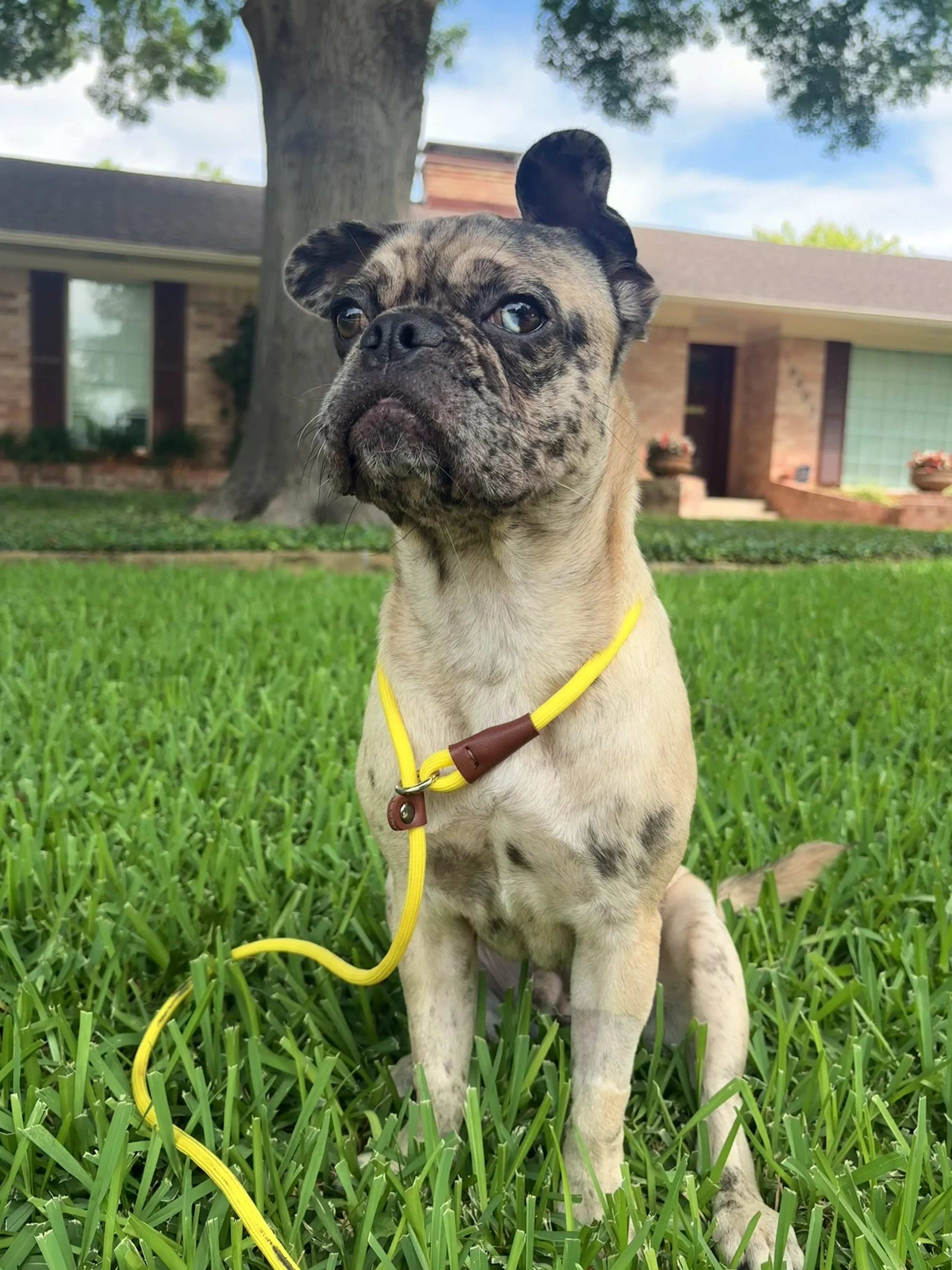 Pug Mix — Available Pugs | Adopt a Pug Now — DFW Pug Rescue